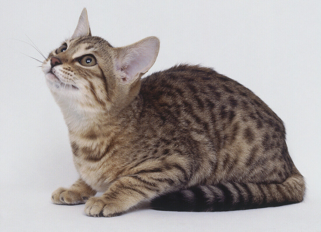 Leopard Bengal kitten