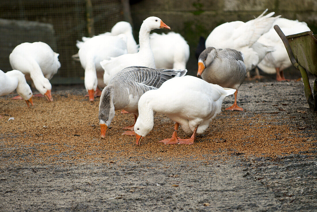 Western greylag geese and Embden geese feeding