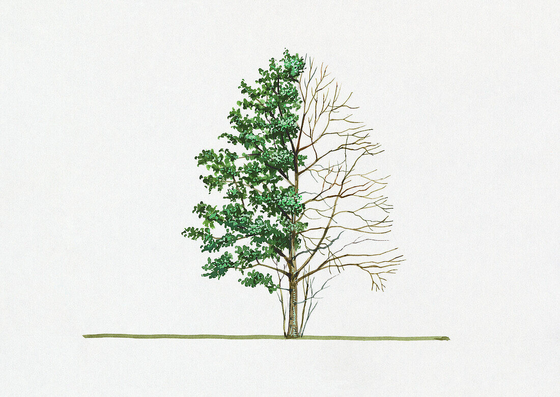 Grey alder (Alnus incana), illustration