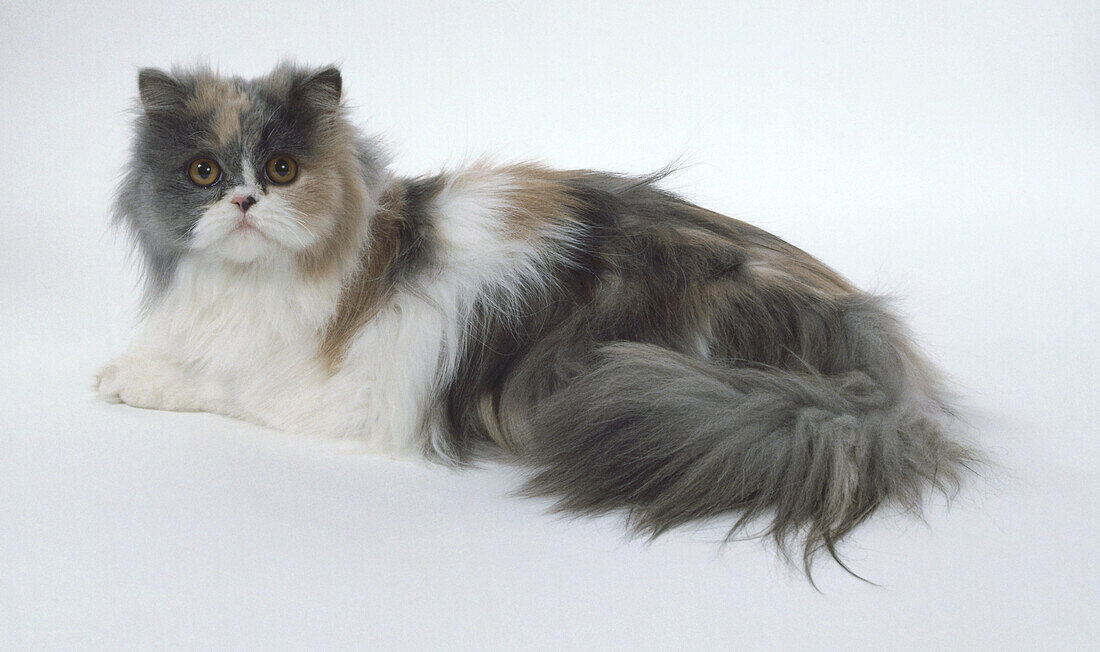 Blue-cream and white Persian longhaired cat