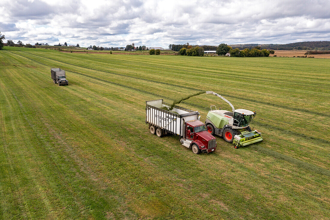 Alfalfa harvest, aerial photograph