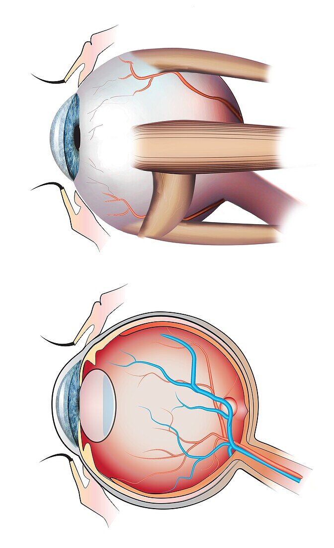 Anatomy of the human eye, illustration