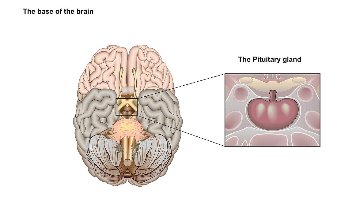 Base of the brain and pituitary gland, illustration
