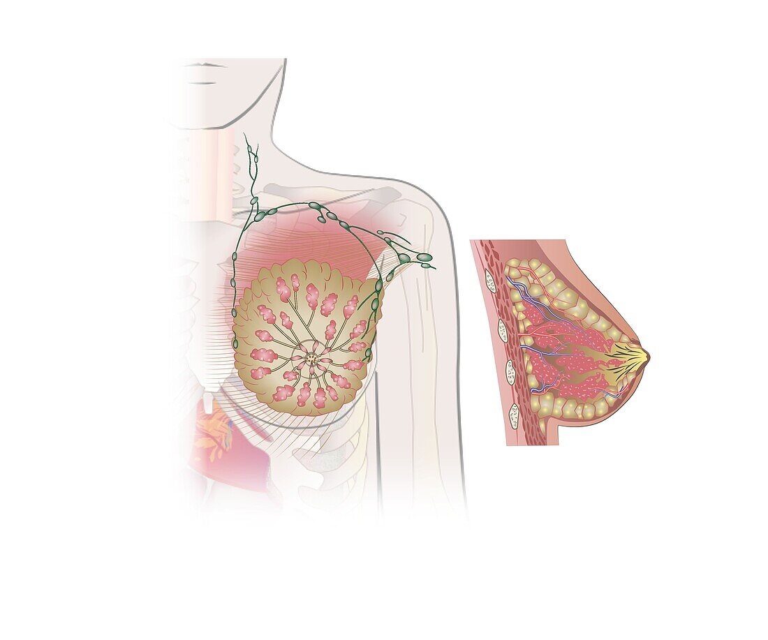 Human breast anatomy, illustration