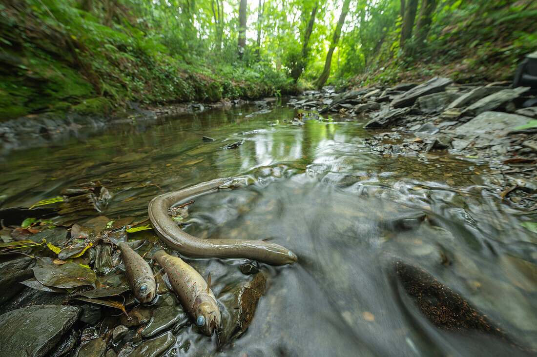 European eel and brown trout killed due to pollution