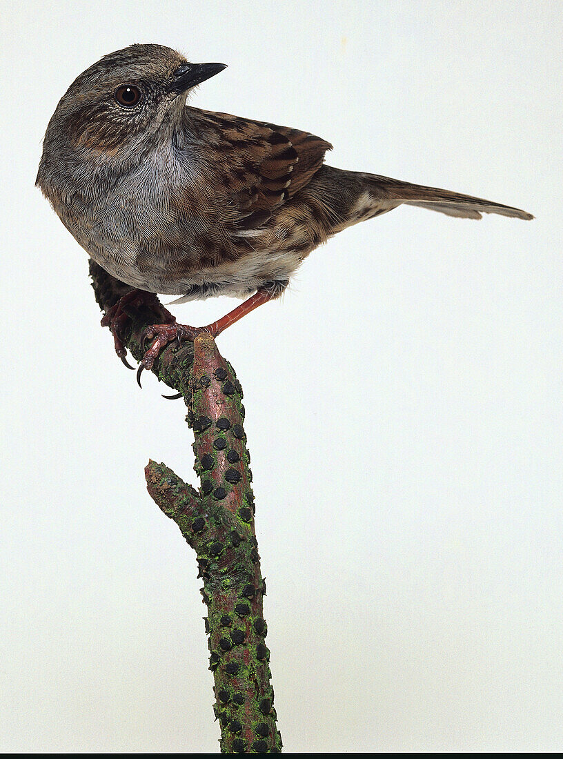 Dunnock perched on a branch