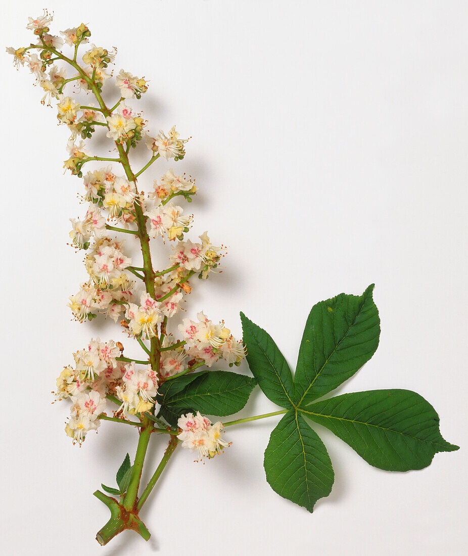 Horse chestnut (Aesculus hippocastanum)