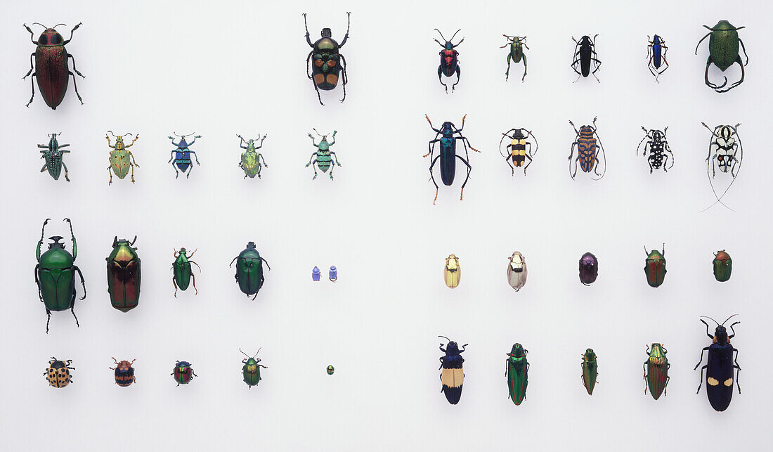 Array of beetles