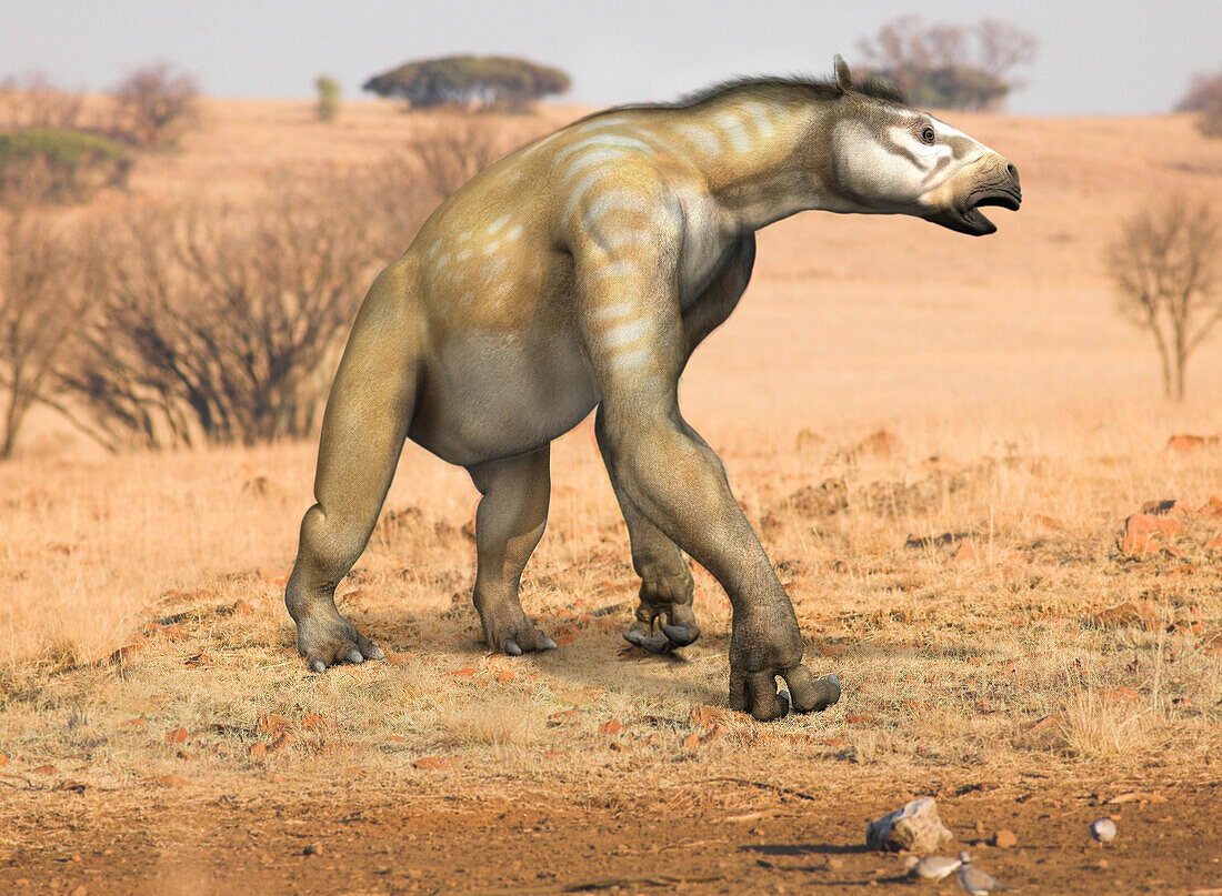 Chalicotherium sp., illustration