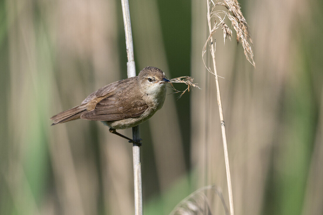 Reed warbler