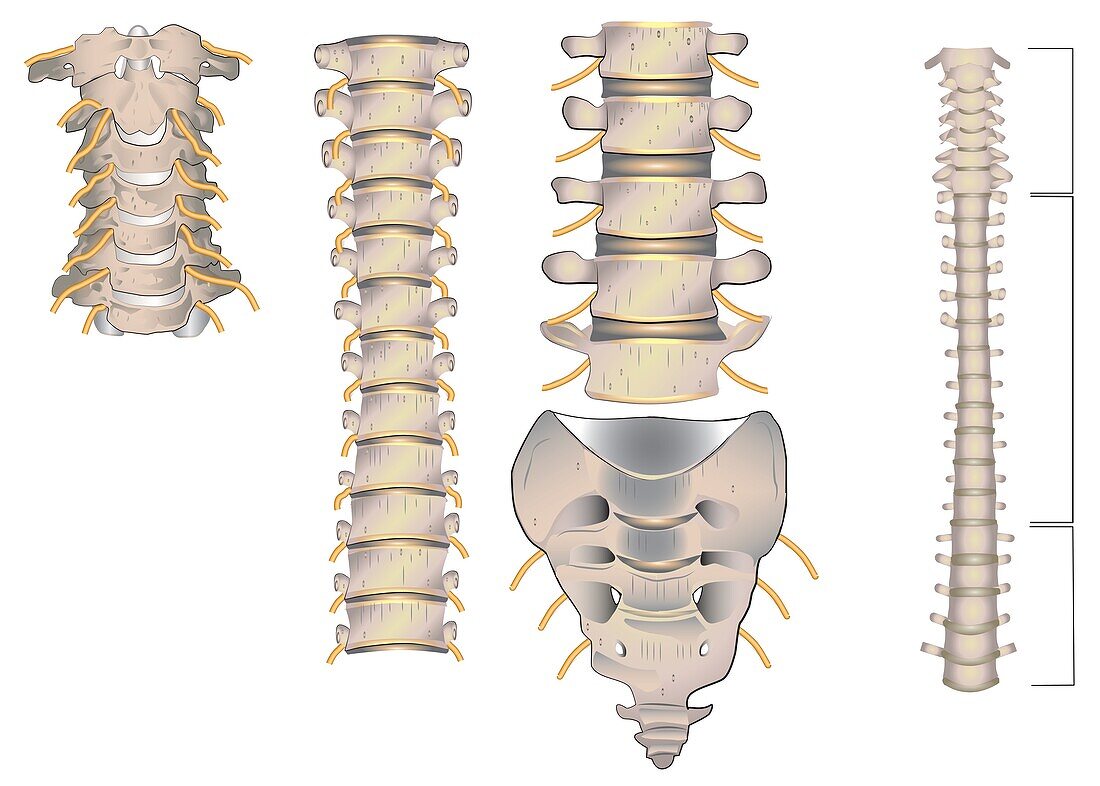 Spine vertebrae areas, illustration