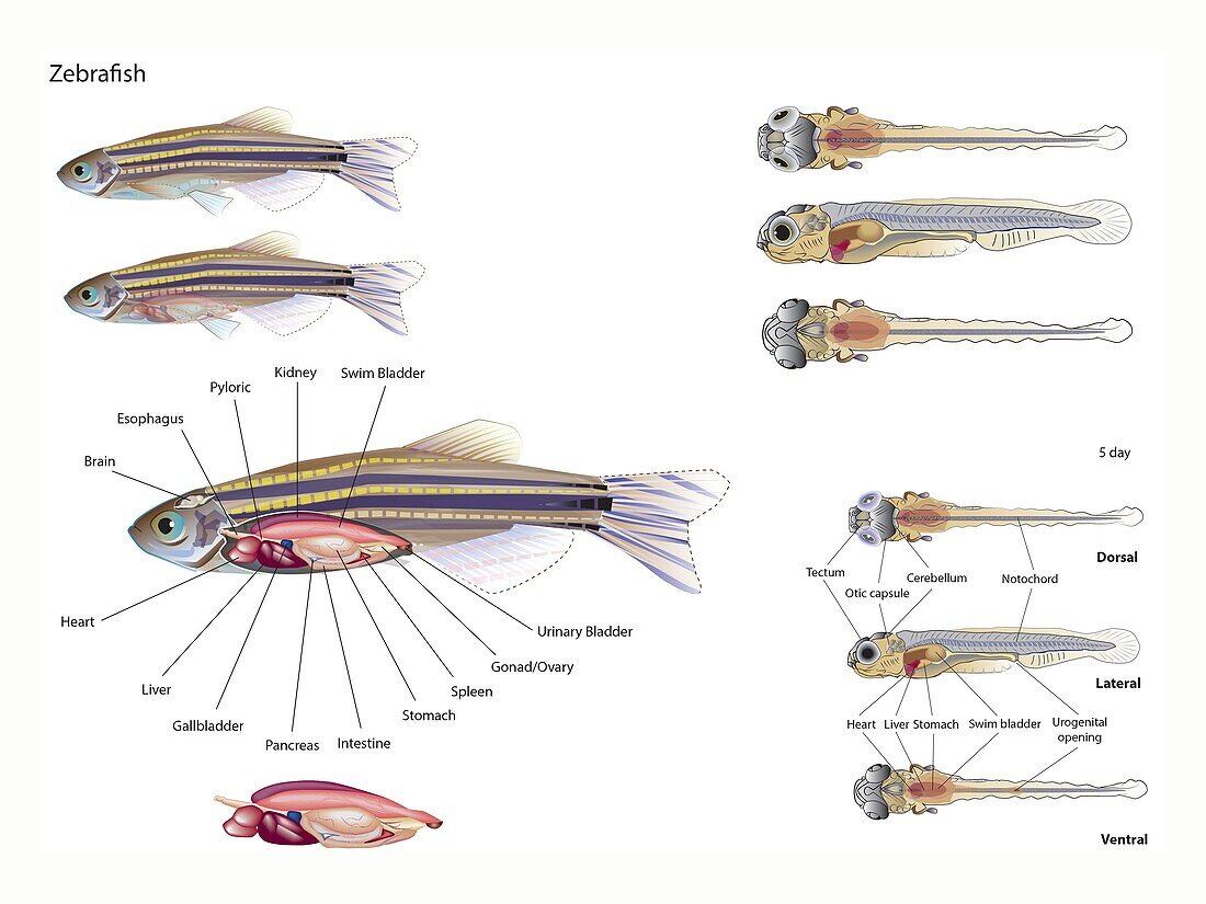 Zebrafish anatomy, illustration