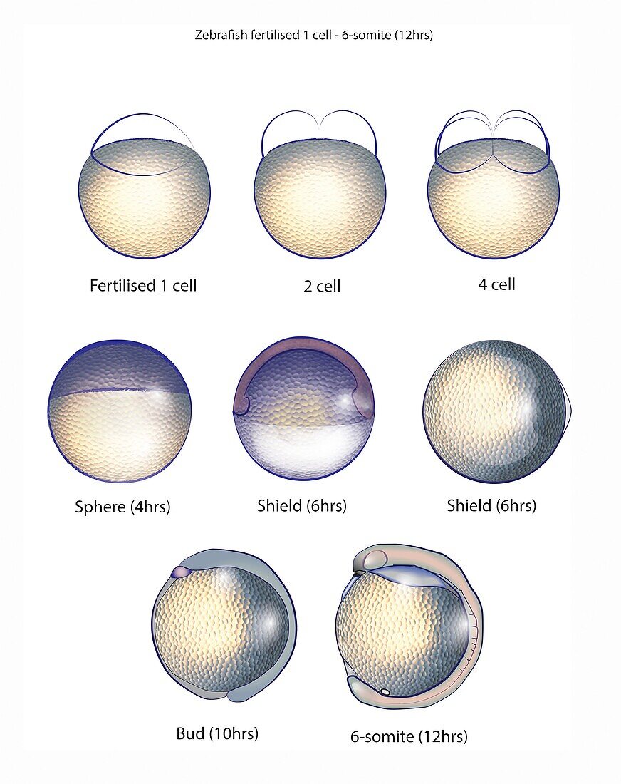 Zebrafish embryo stages, illustration