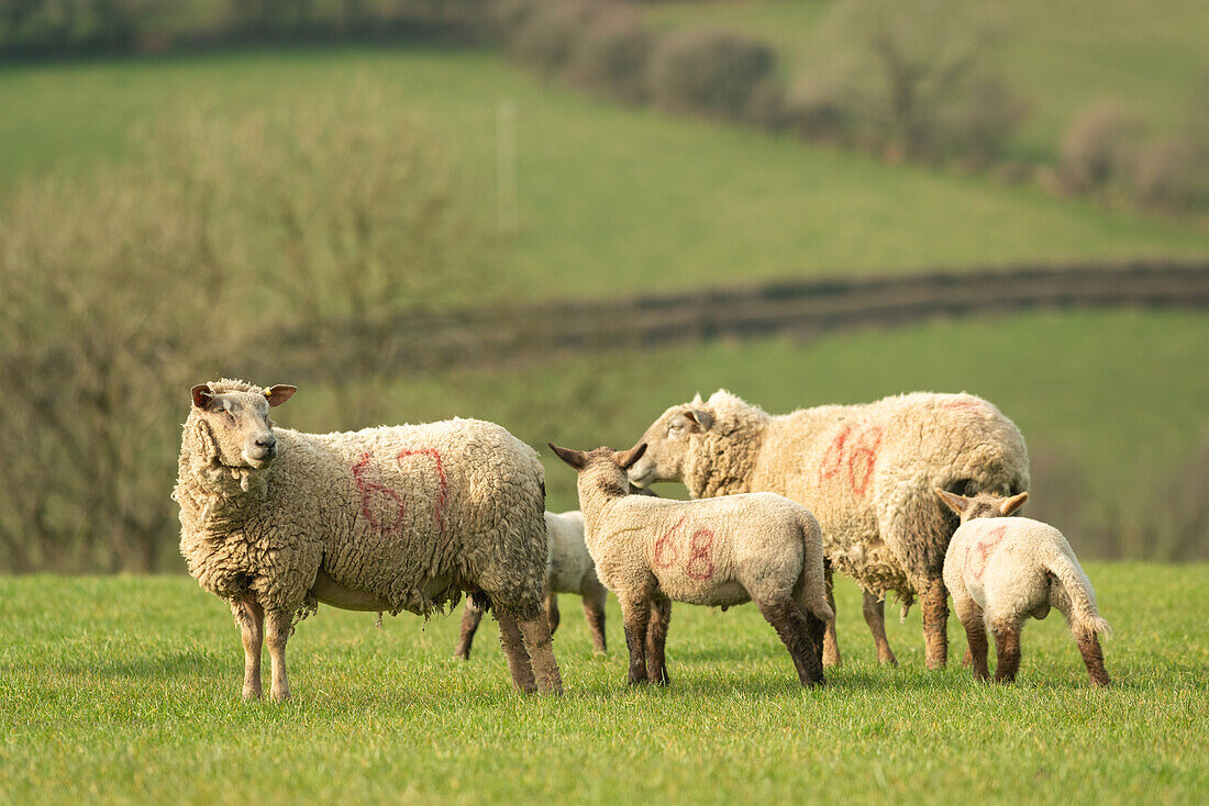 Ewes and lambs in a field