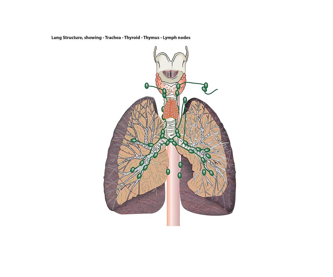 Lung structure section