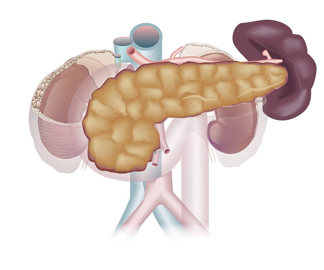 Pancreas and spleen, illustration