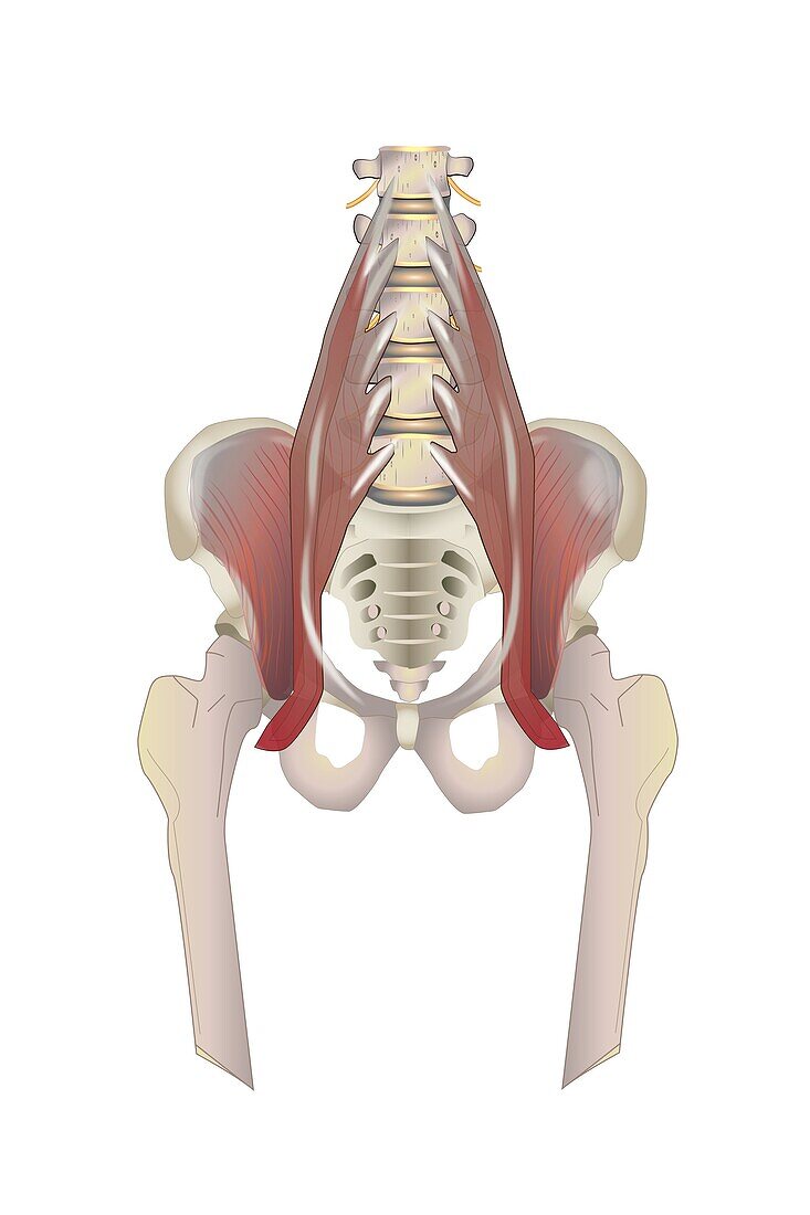 Psoas muscle, illustration