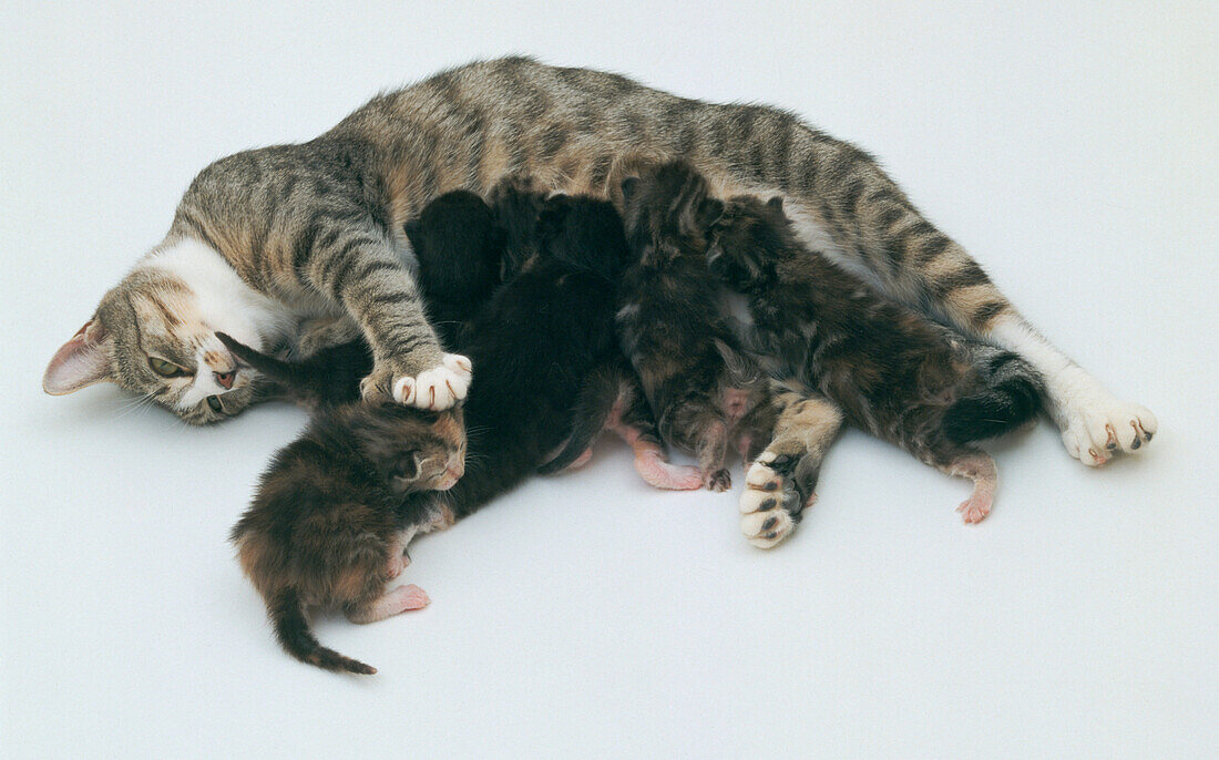 Kittens suckling from their mother