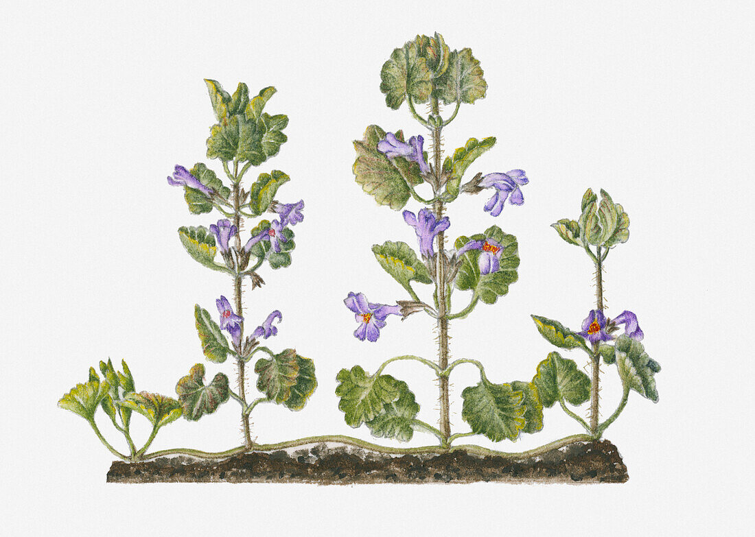 Ground-ivy (Glechoma hederacea), illustration