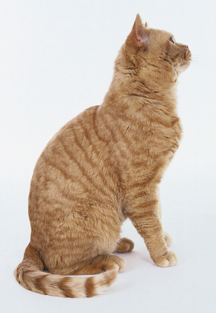 Red mackerel tabby British shorthaired cat