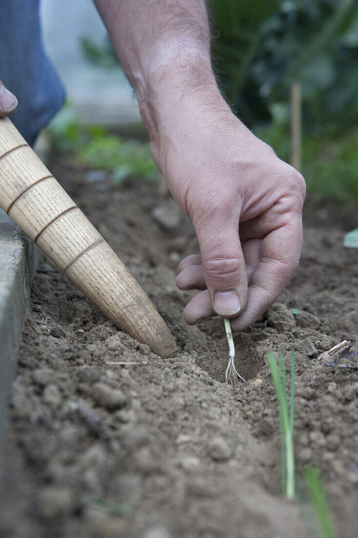 Planting out leek (Allium 'Musselburgh Improved') plants