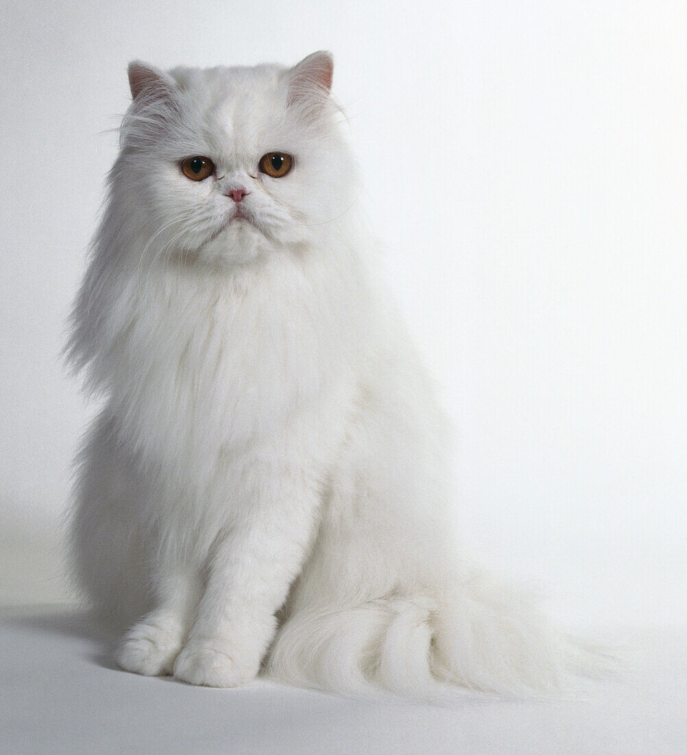 Orange-eyed white Persian longhair cat