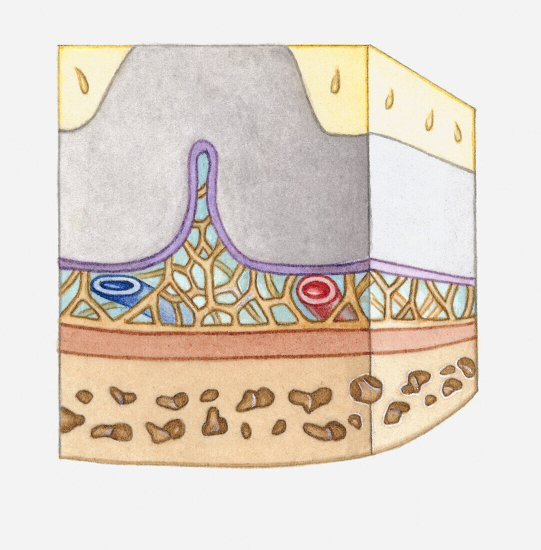 Brain membranes, illustration