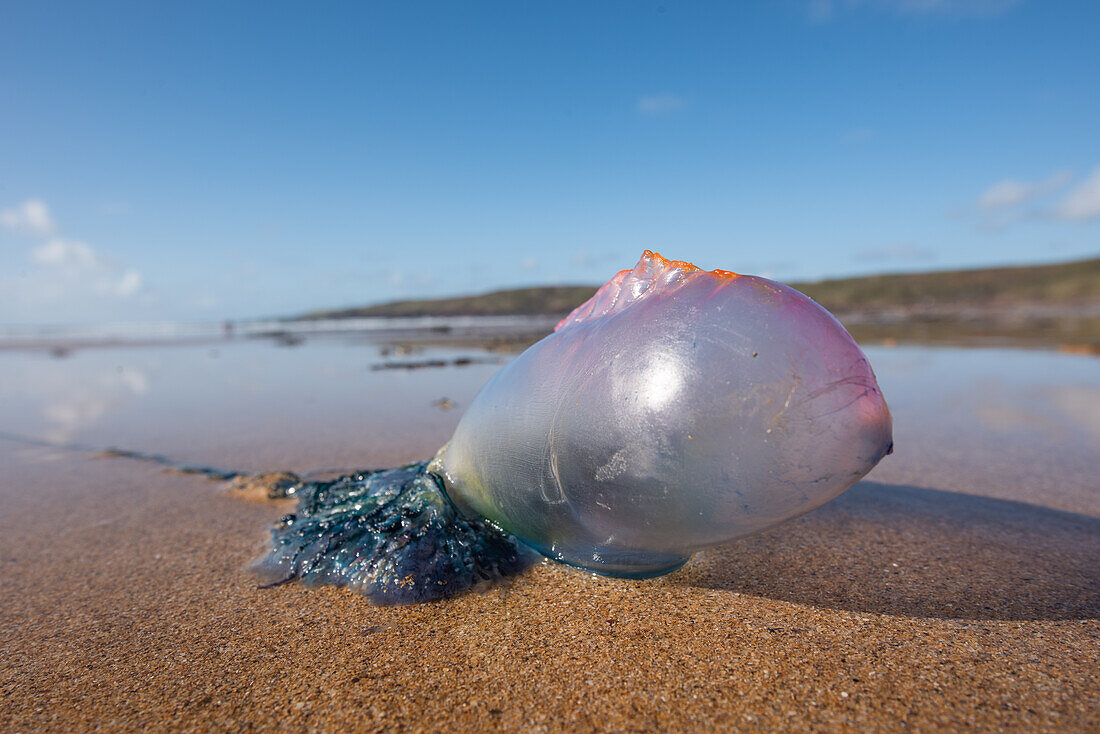 Portuguese Man of War