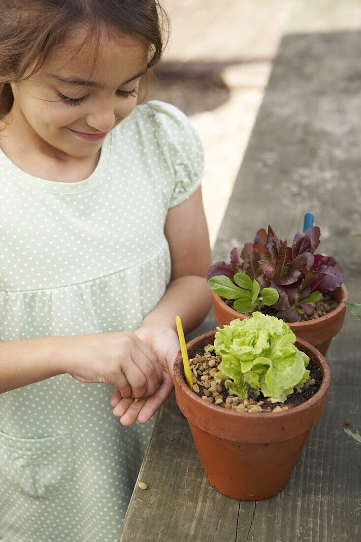 Girl placing gravel around base of lettuce in plant pot