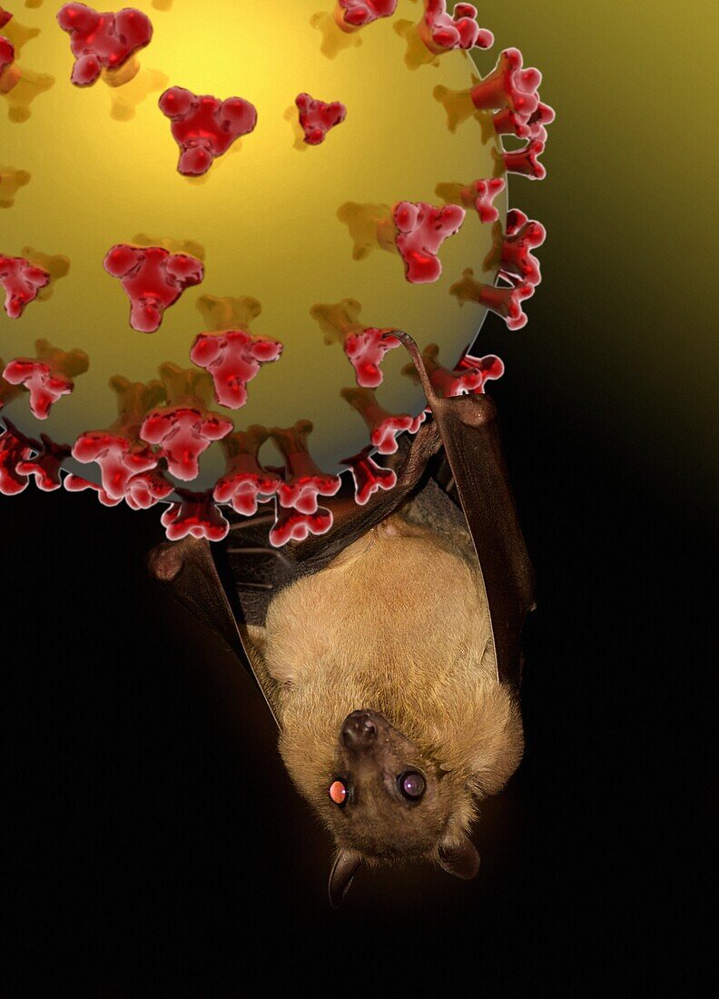 Fruit bat and Nipah virus particle, illustration