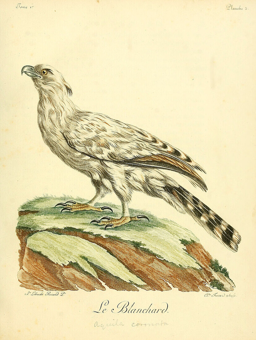 Blanchard, 18th century illustration