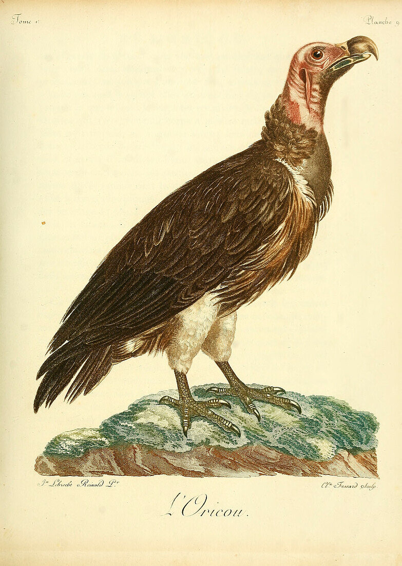 Lappet-faced vulture, 18th century illustration
