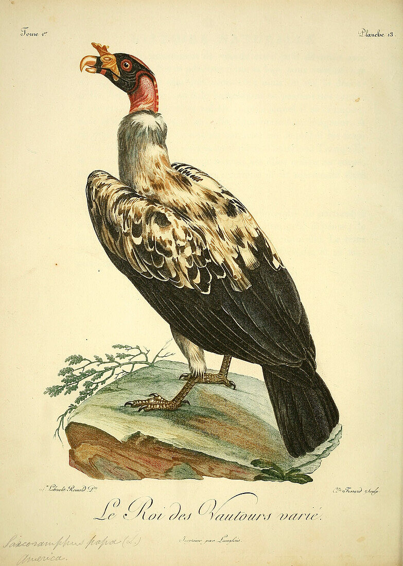 King of vultures, 18th century illustration