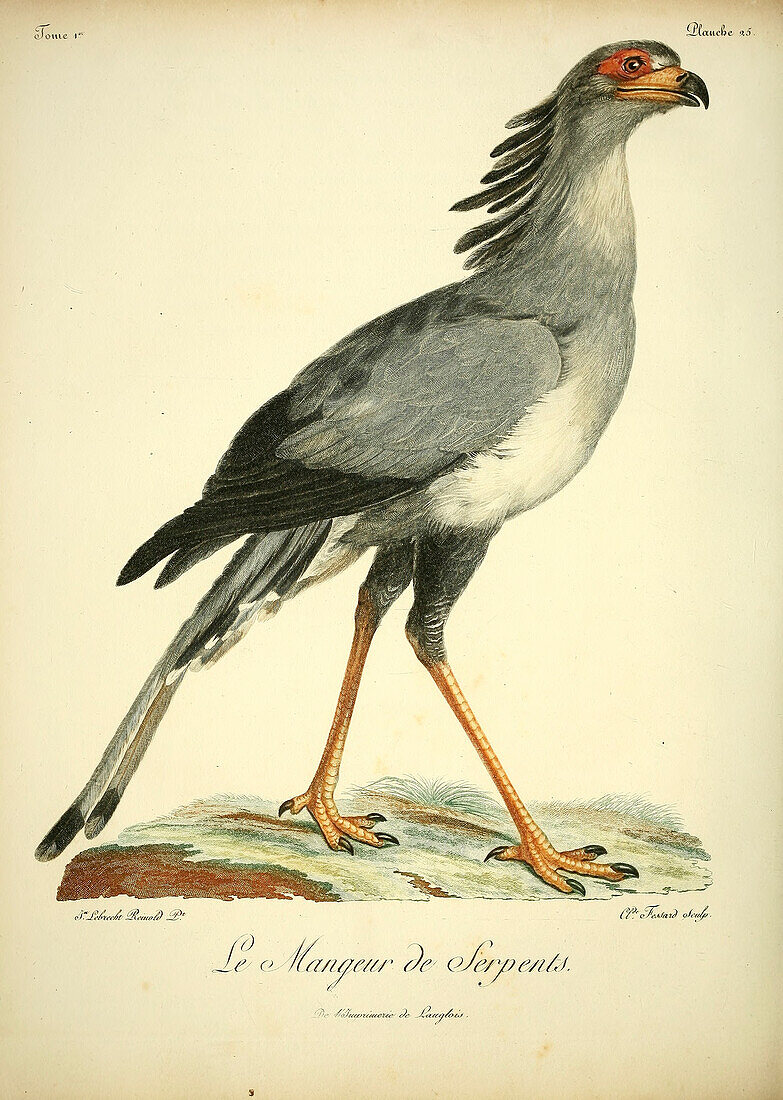 Secretarybird, 18th century illustration