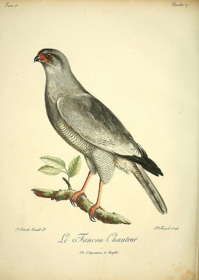 Singing falcon, 18th century illustration