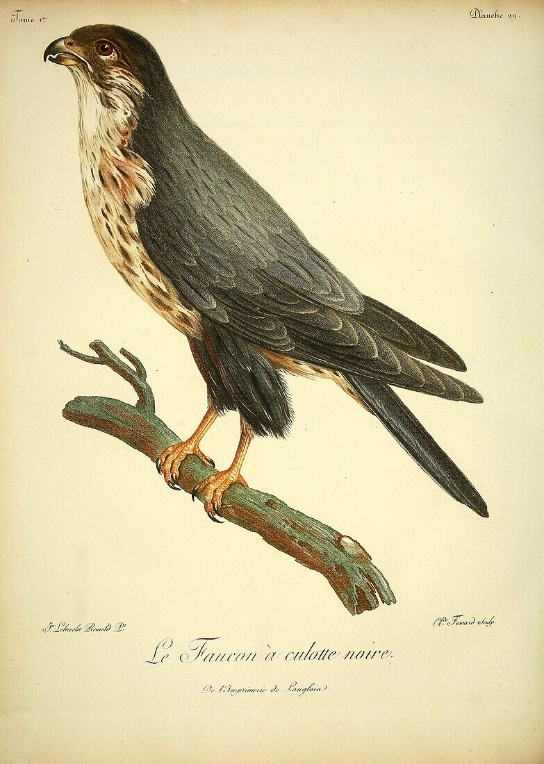 Black falcon, 18th century illustration