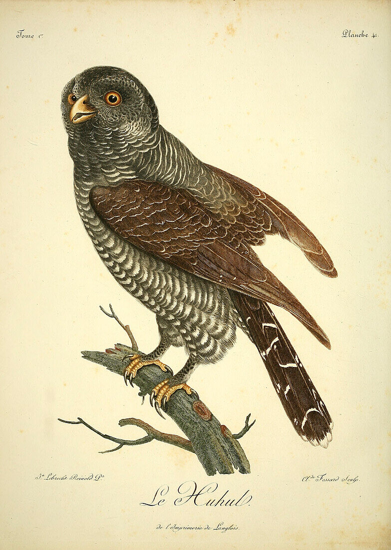 Black-banded owl, 18th century illustration