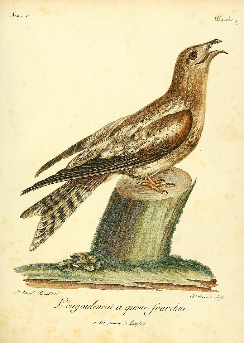 Fork-tailed nighthawk, 18th century illustration