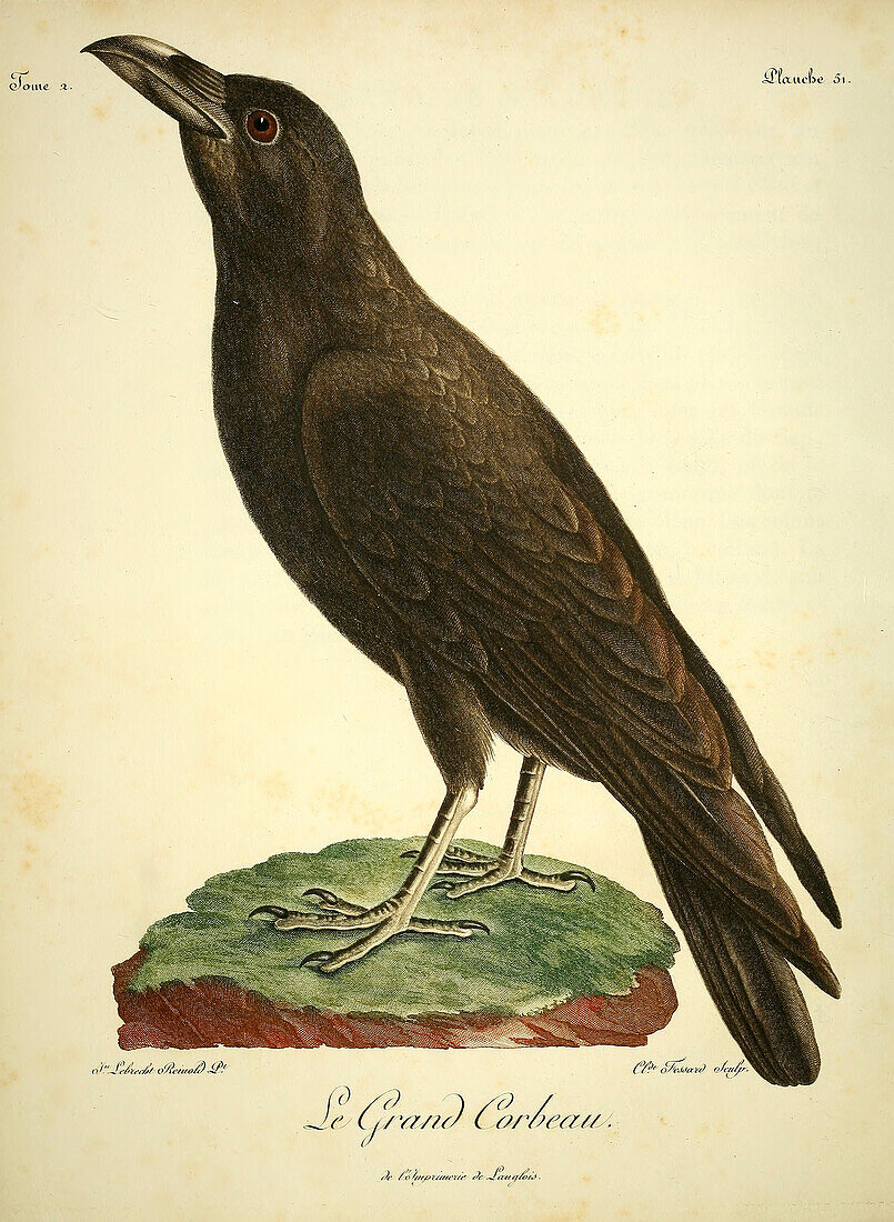 Common raven, 18th century illustration