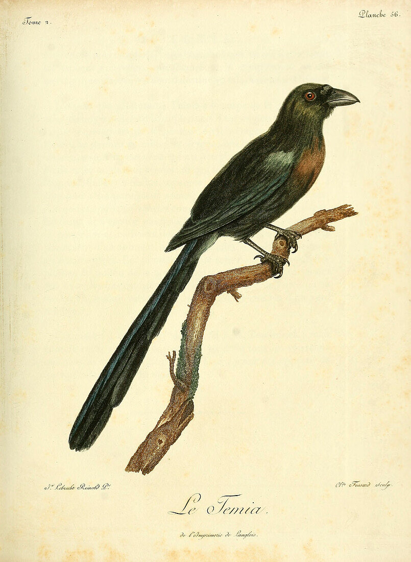 Racket-tailed treepie, 18th century illustration