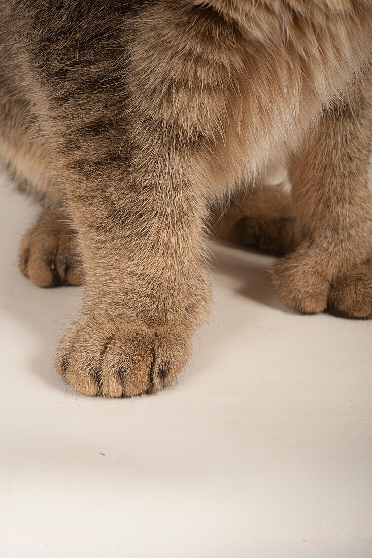 Pixiebob shorthair cat
