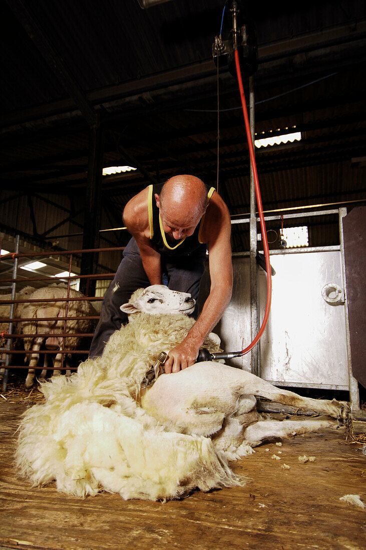 Man shearing sheep in barn