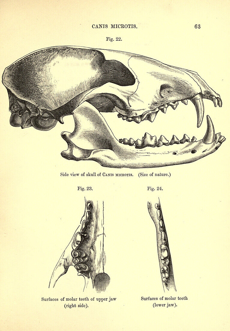 Skull of the short-eared dog, 19th century illustration