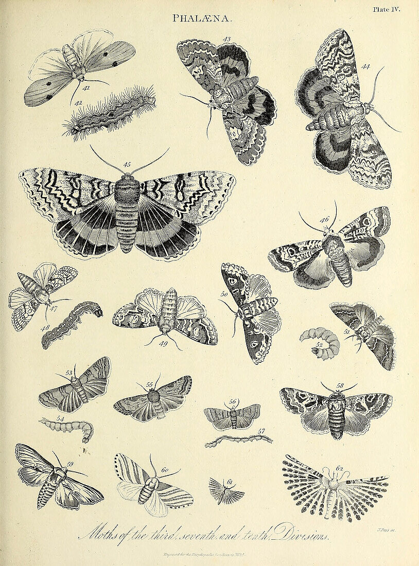 Moths, 19th century illustration