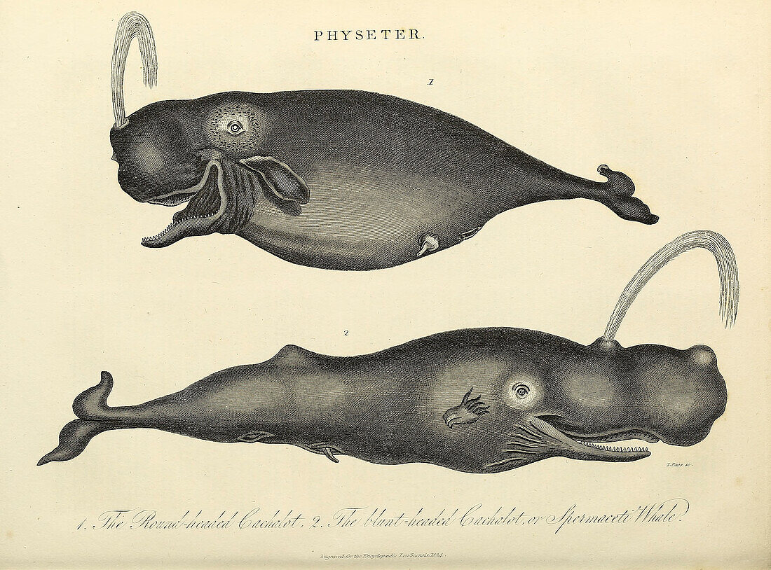 Sperm whale, 19th century illustration