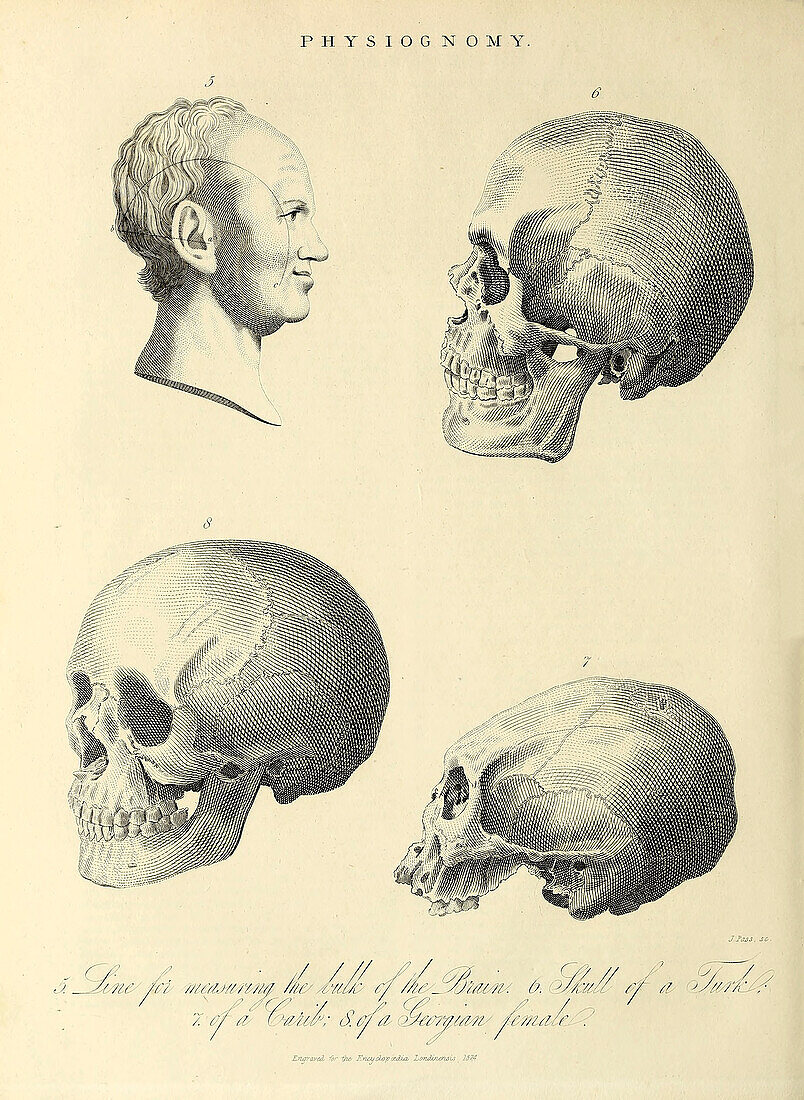 Four views of the skull, 19th century illustration