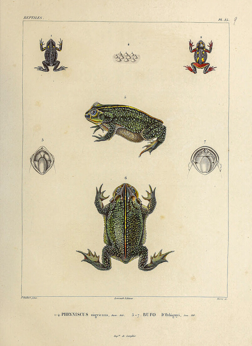 Toads of South America, 19th century illustration