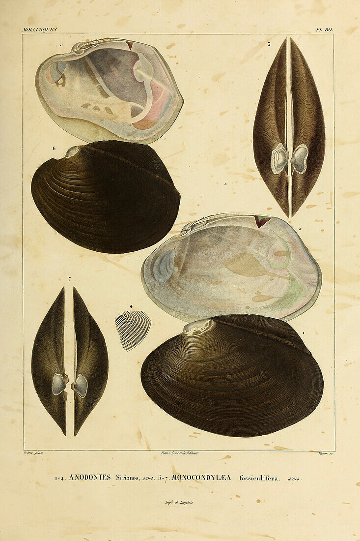Freshwater mussels, 19th century illustration