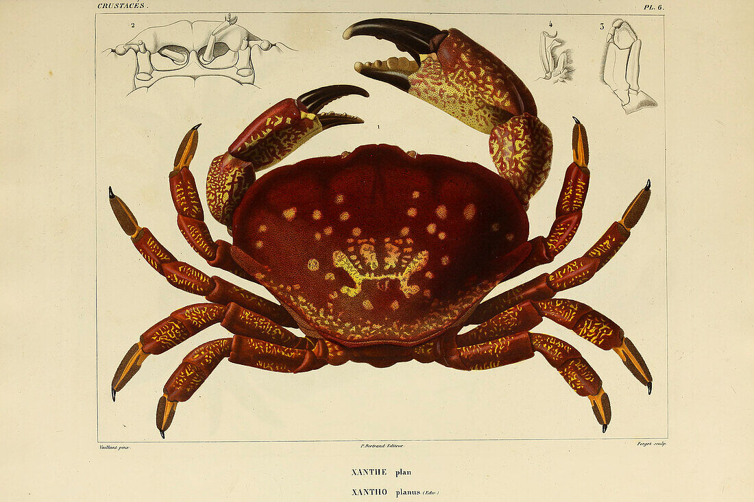 Xantho crabs, 19th century illustration