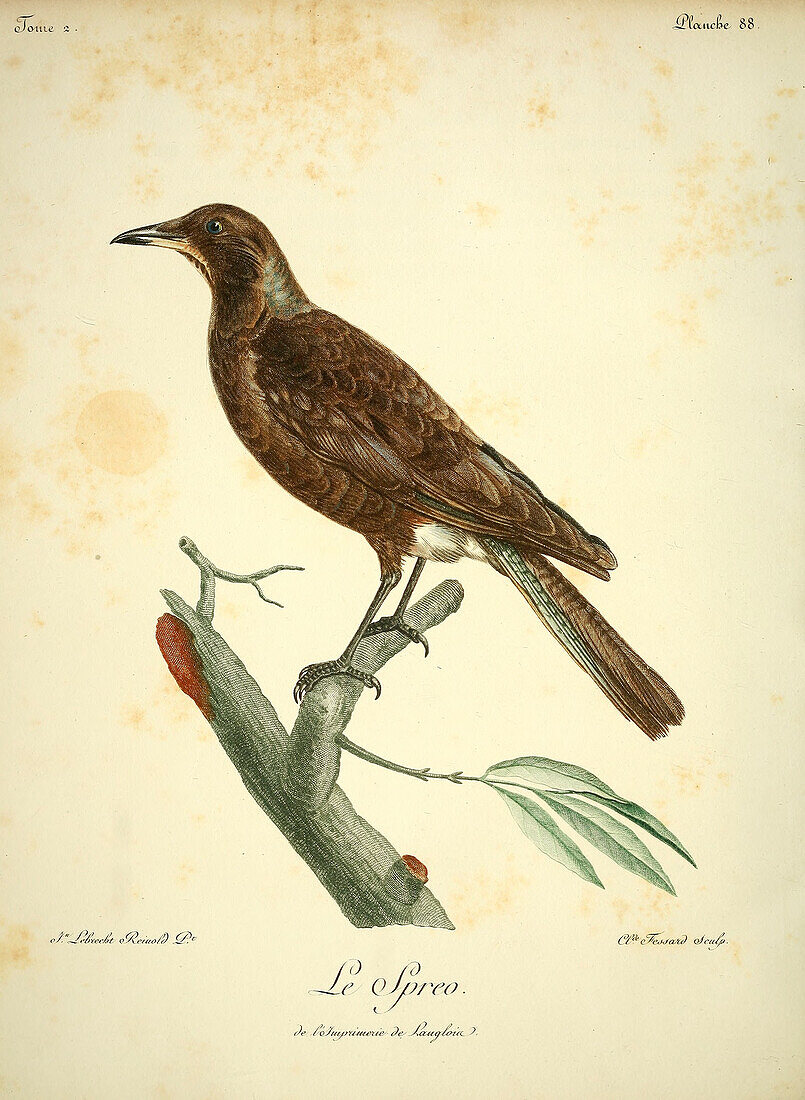 Violet-backed starling, 18th century illustration